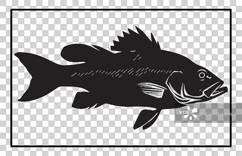 巴拉曼迪鱼轮廓图片素材