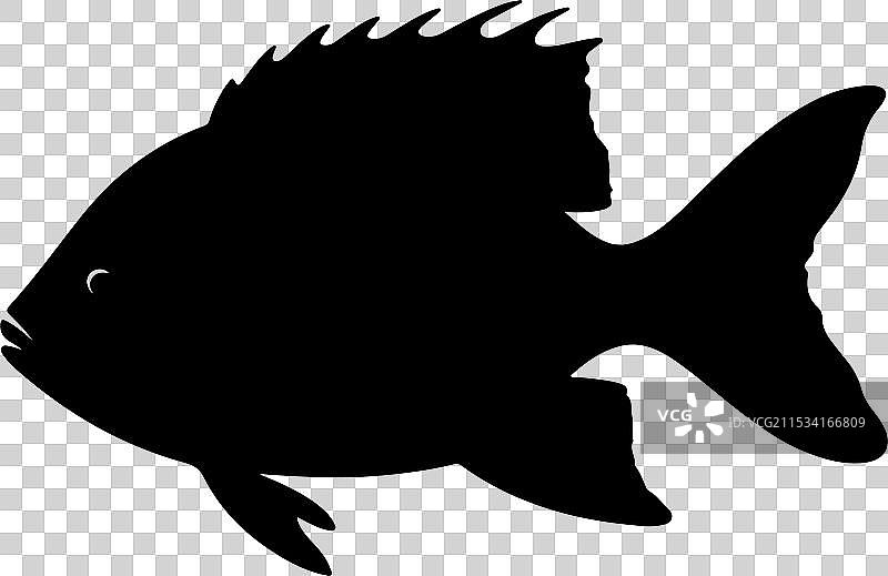 白色背景下的淡水鱼剪影图片素材