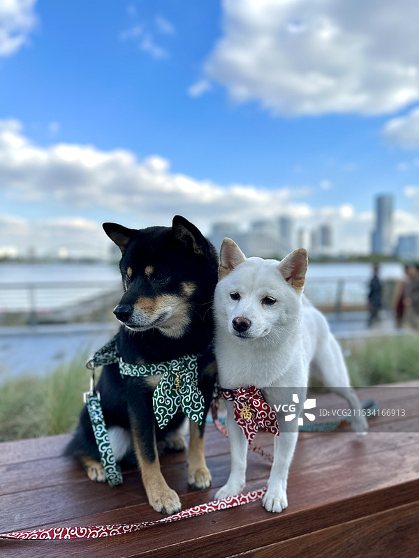 黑柴白柴图片素材