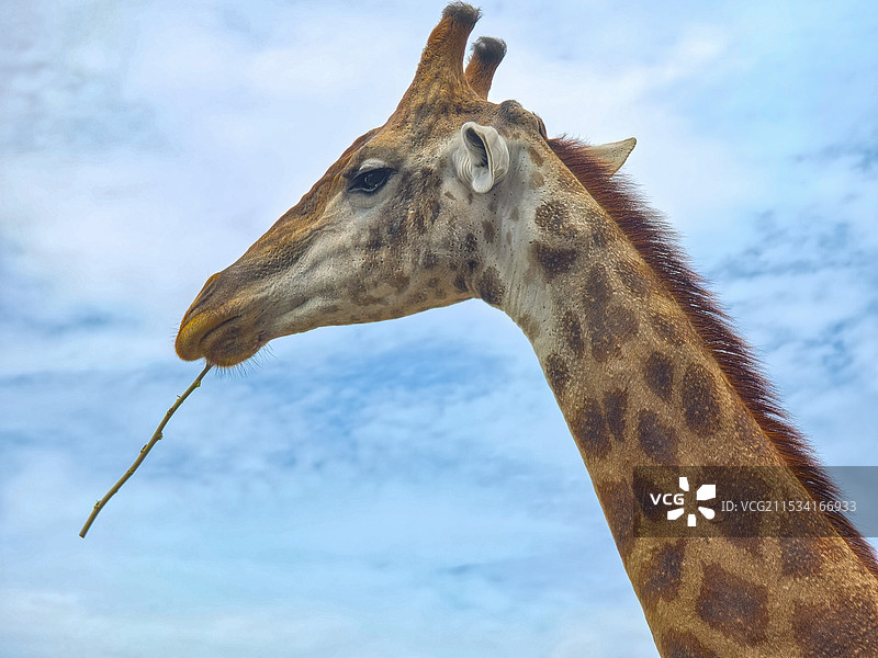 长颈鹿图片素材