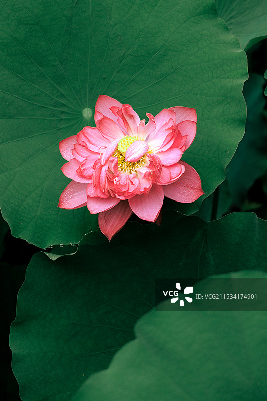 夏日荷花图片素材