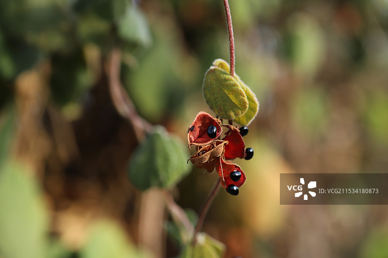 野果子图片素材
