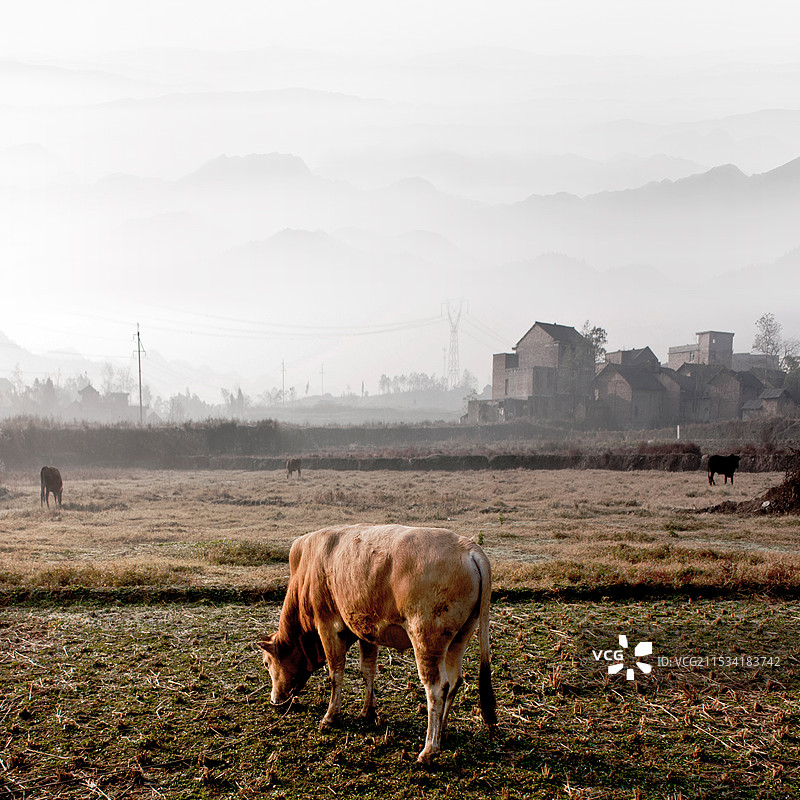晨雾中的牛图片素材
