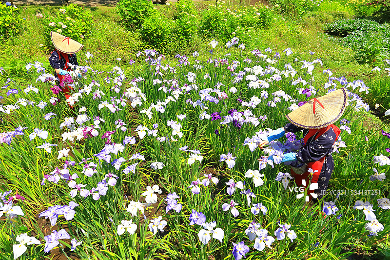 瀬瀬川公园的鸢尾花园图片素材