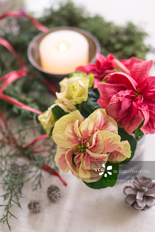 Poncetia 排列图片素材