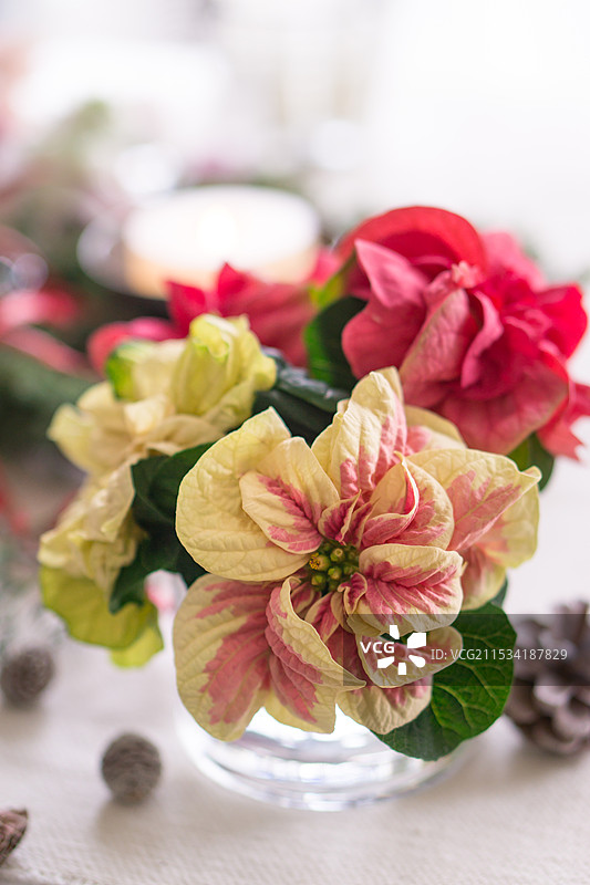 Poncetia 排列图片素材