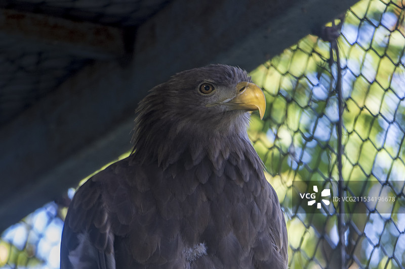 膺的特写图片素材