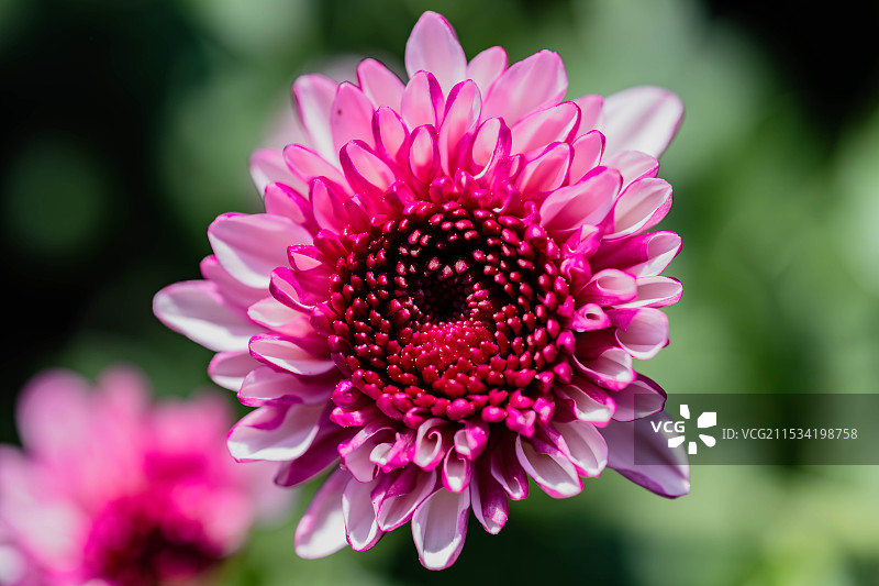 微距赏秋图片素材