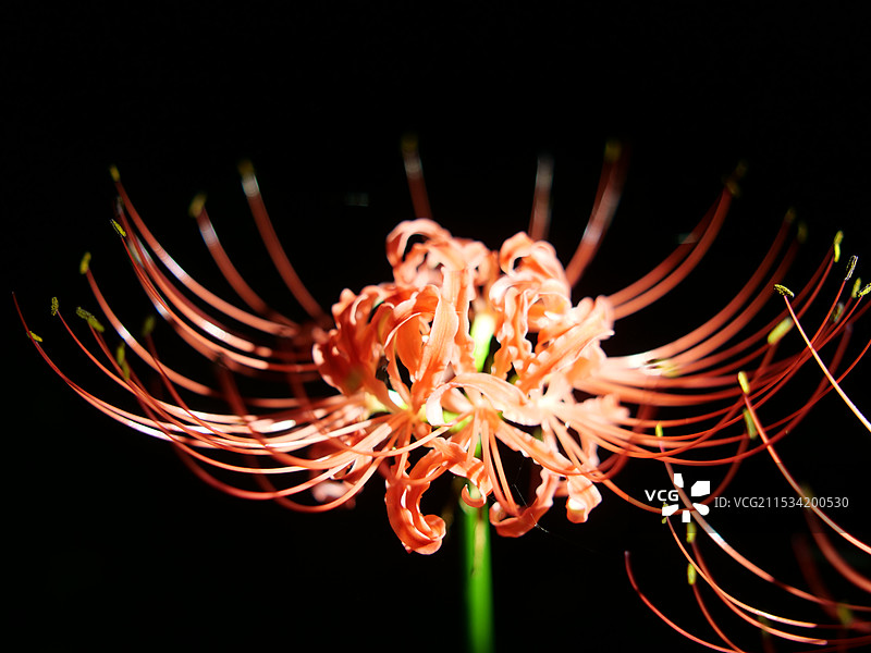 彼岸花图片素材