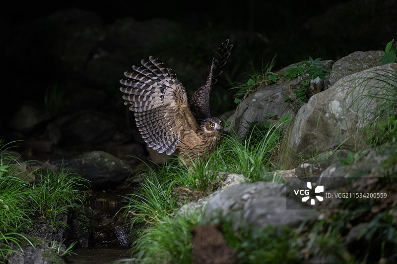 黄腿渔鸮图片素材