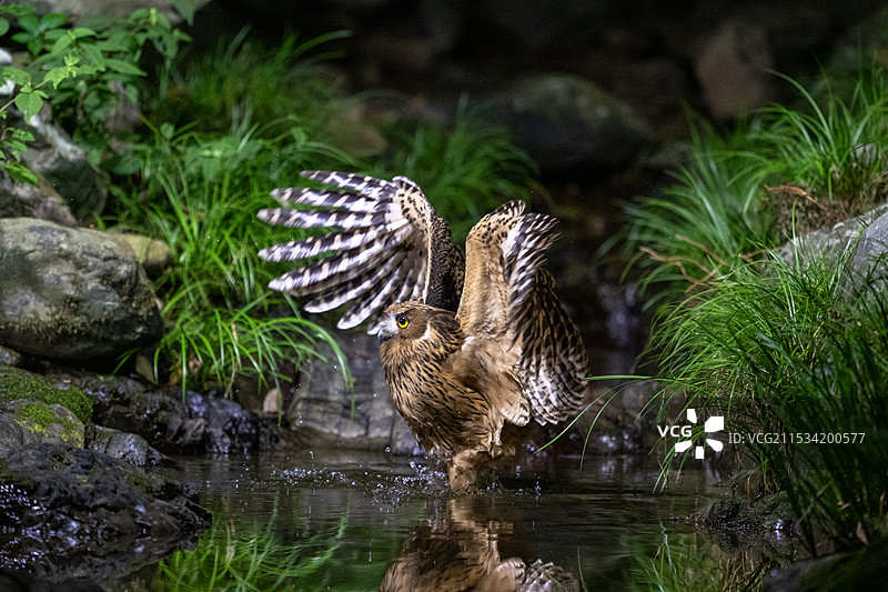黄腿渔鸮图片素材