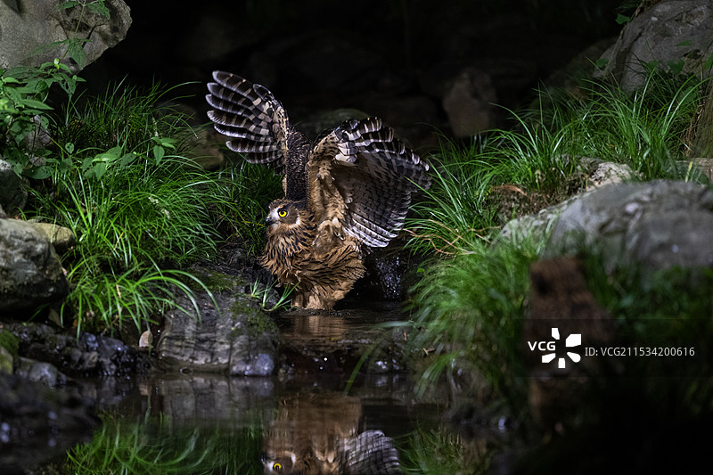 黄腿渔鸮图片素材