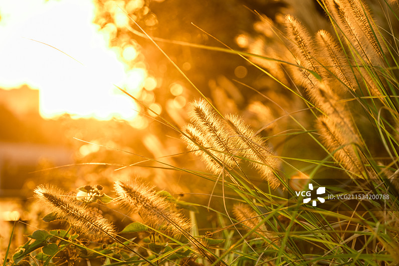 夕阳下图片素材