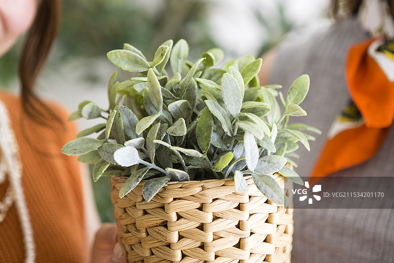 种植树木的女性图片素材