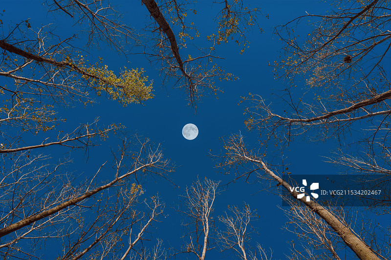 众树捧月：清晨的白桦树林低视角构图图片素材