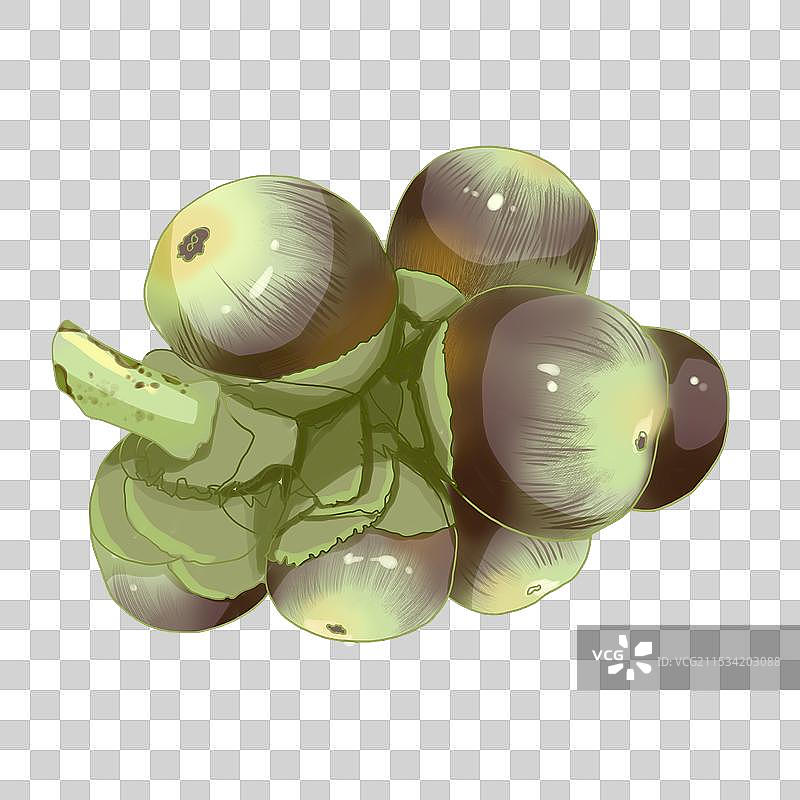 海底椰插画图片素材