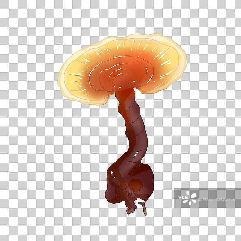 灵芝插画图片素材