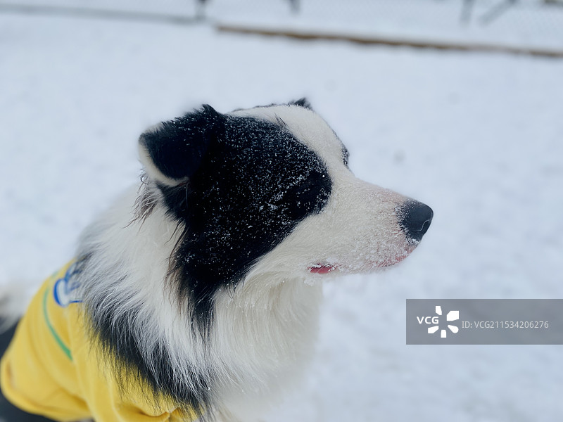边牧是边牧狗是狗图片素材