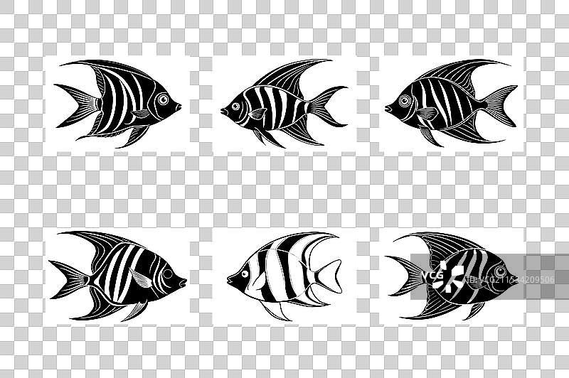 天使鱼剪影集图片素材