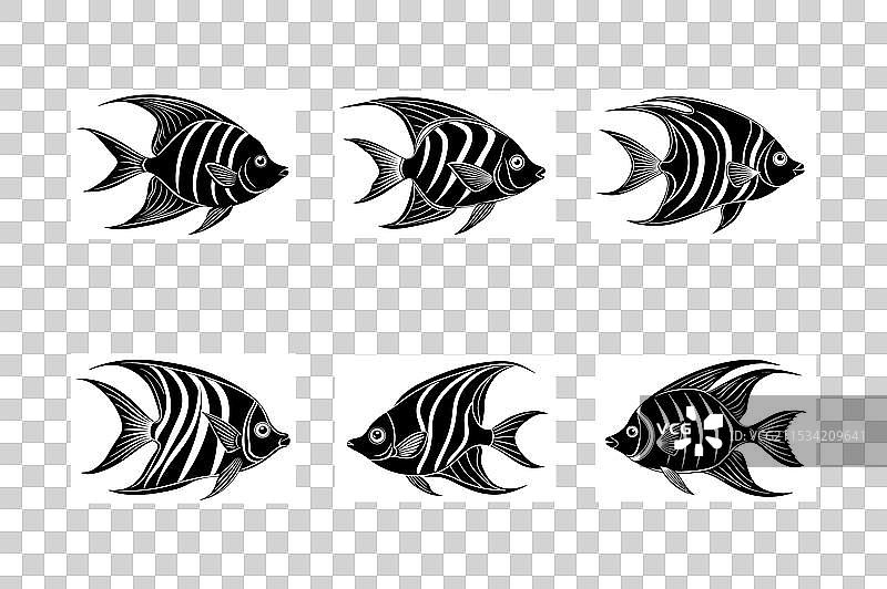 一组天使鱼剪影图片素材