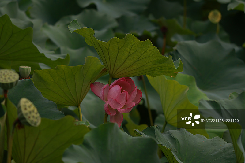 IMGL1871图片素材