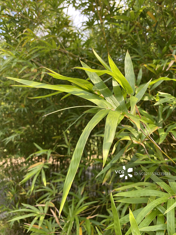 凤尾竹图片素材