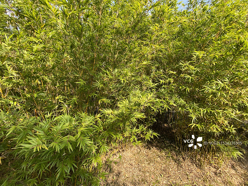 凤尾竹图片素材