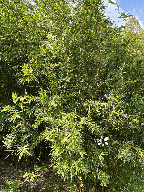 凤尾竹图片素材