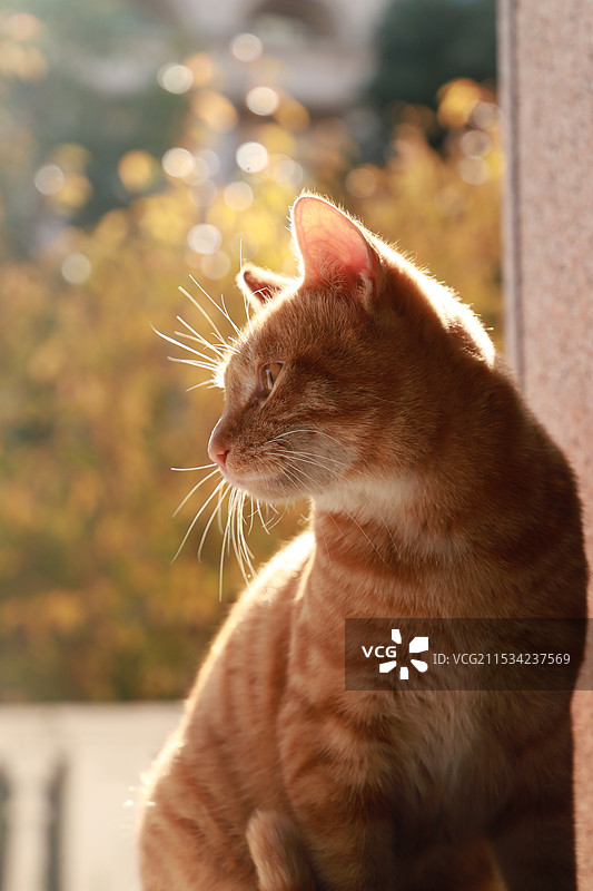 猫坐在户外的特写镜头图片素材