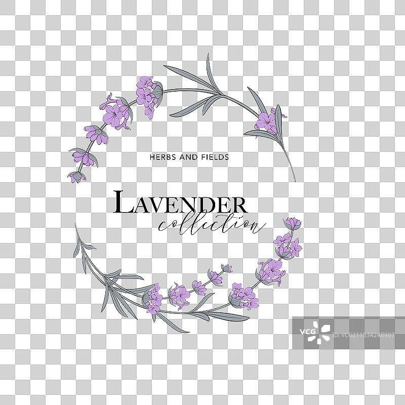 薰衣草花卉标志花卉设计标签图片素材