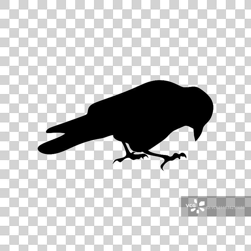 白色背景上的黑色乌鸦剪影图片素材