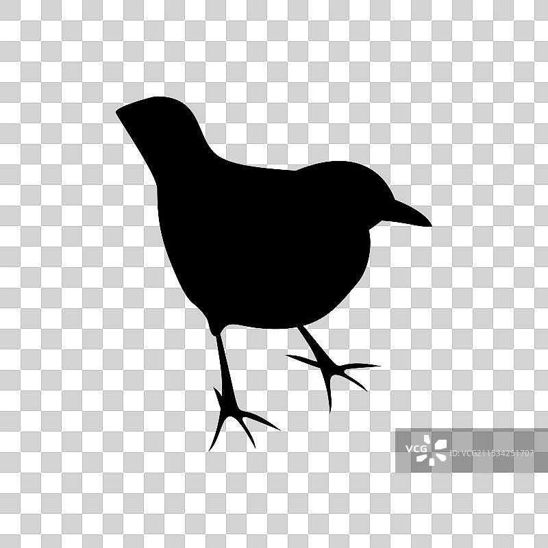 黑色背景下的黑鸟剪影，孤立于白色背景上图片素材