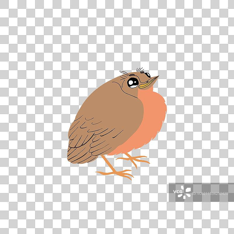 孤立在白色背景上的鸫雏鸟平面图图片素材