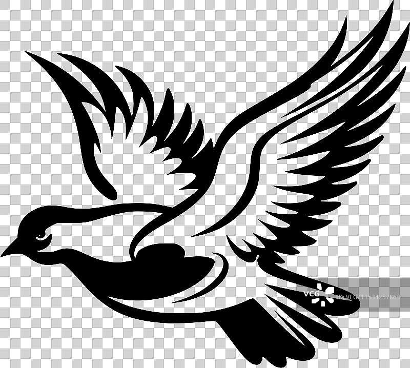 黑白鸽子图片素材