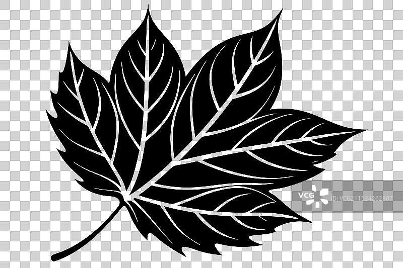 秋天单片叶子的剪影图片素材