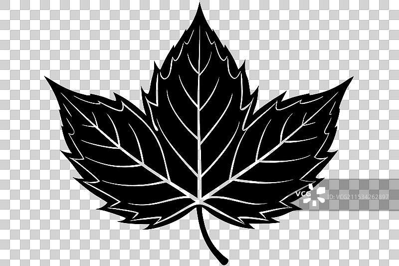 秋天单片叶子的剪影图片素材