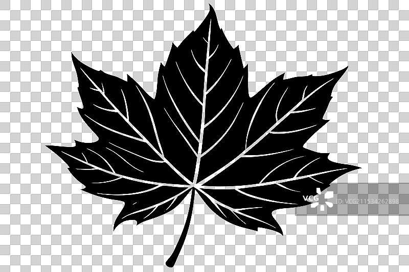 秋天单片叶子的剪影图片素材