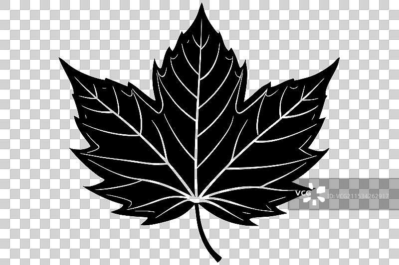 秋天单片叶子的剪影图片素材