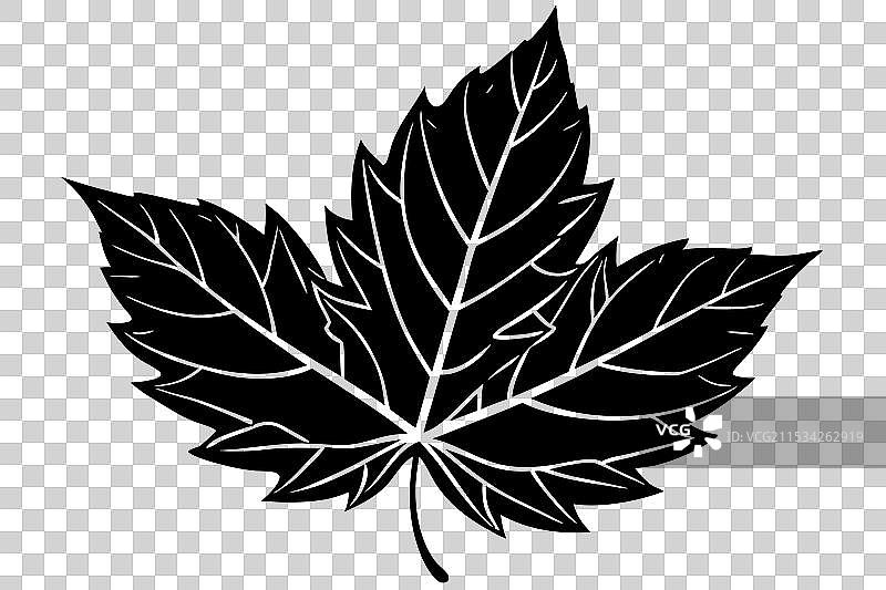 秋天单片叶子的剪影图片素材