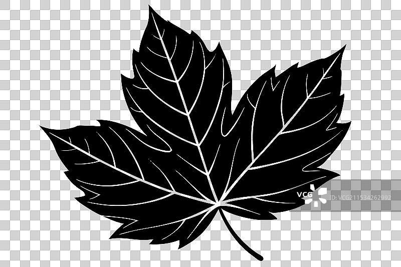 秋天单片叶子的剪影图片素材