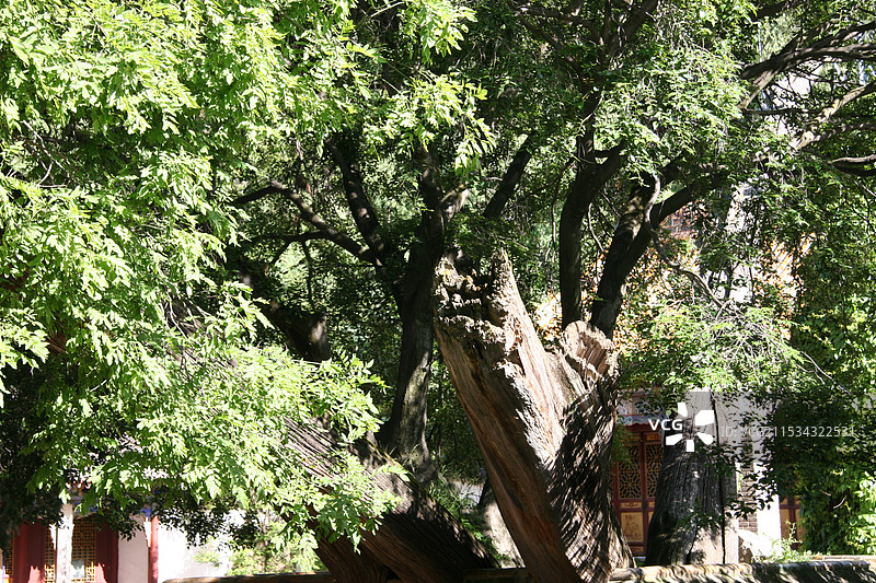 南郭寺图片素材