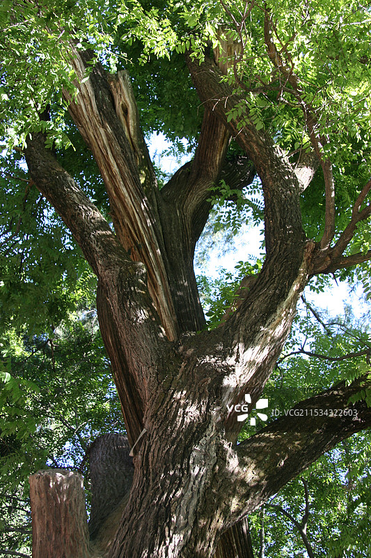南郭寺图片素材