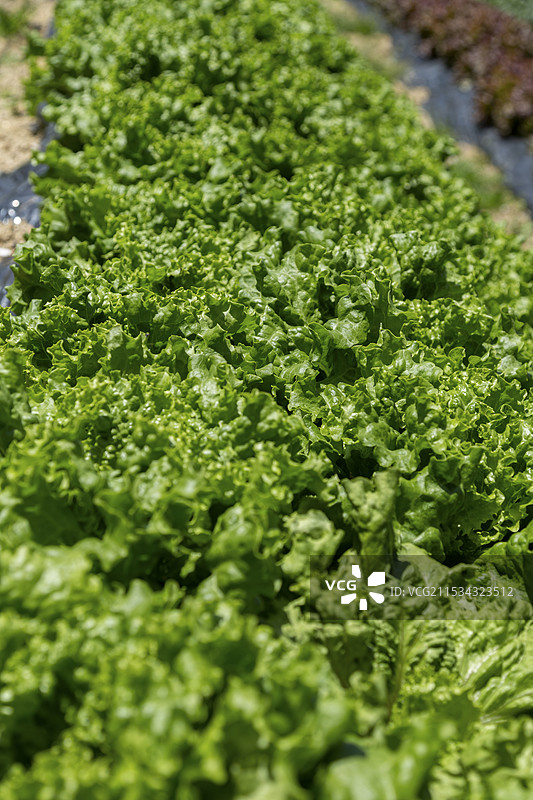 阳光明媚的生菜田图片素材