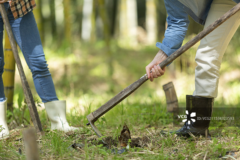 一对情侣在挖掘竹笋图片素材