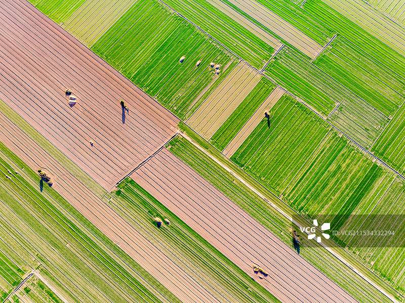 河南，安阳市，殷都区，西高穴村，冬季，立冬节气，冬小麦，麦苗，拼块地形，生态农业，环境治理，航拍图片素材