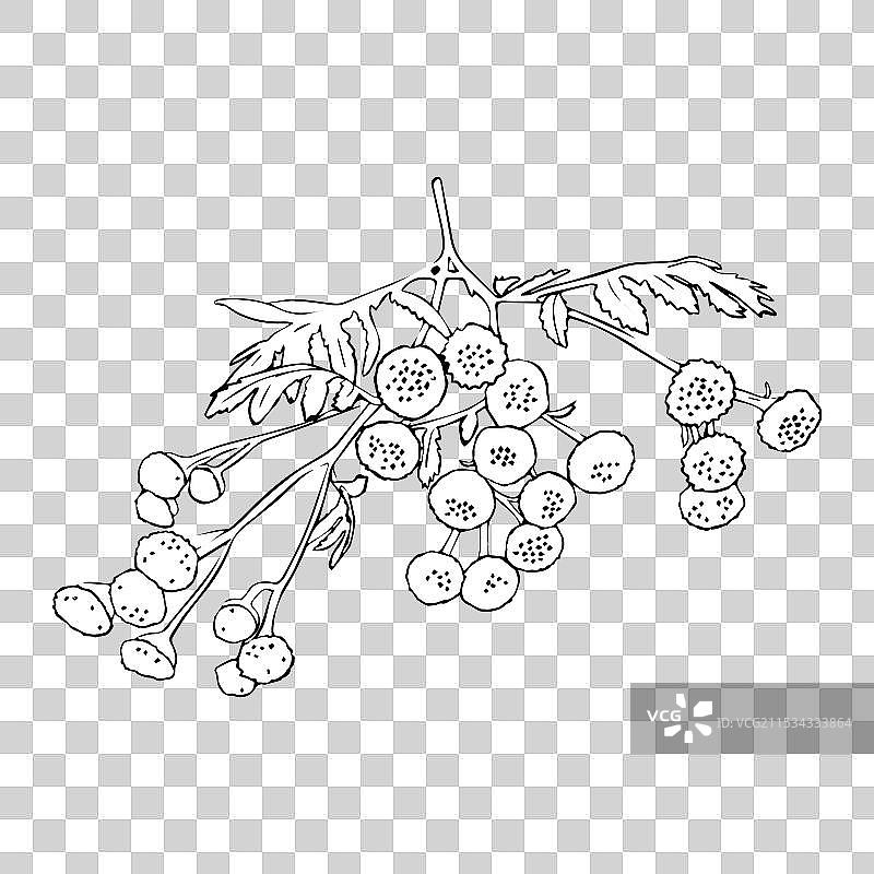 黑白草地素描图片素材