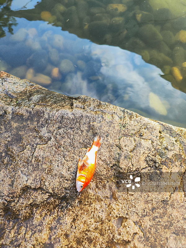 搁浅在岩石上的小金鱼图片素材