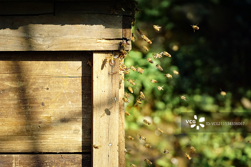 蜂箱旁边飞舞的一群蜜蜂图片素材