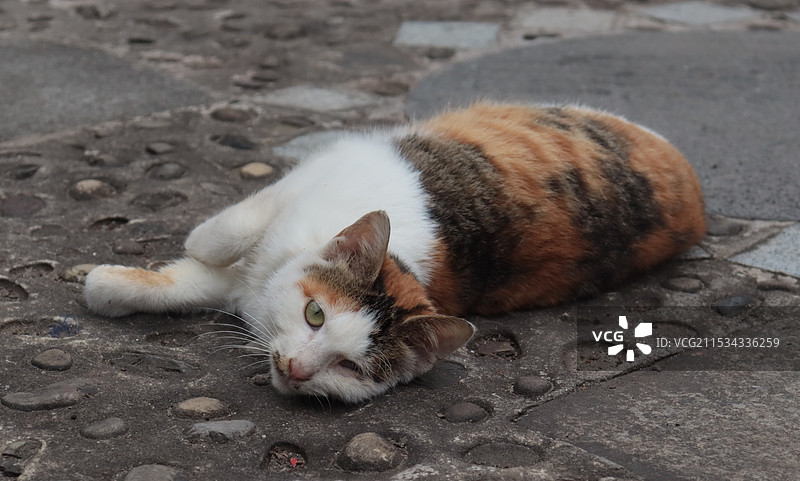 一只撒娇的小猫咪图片素材