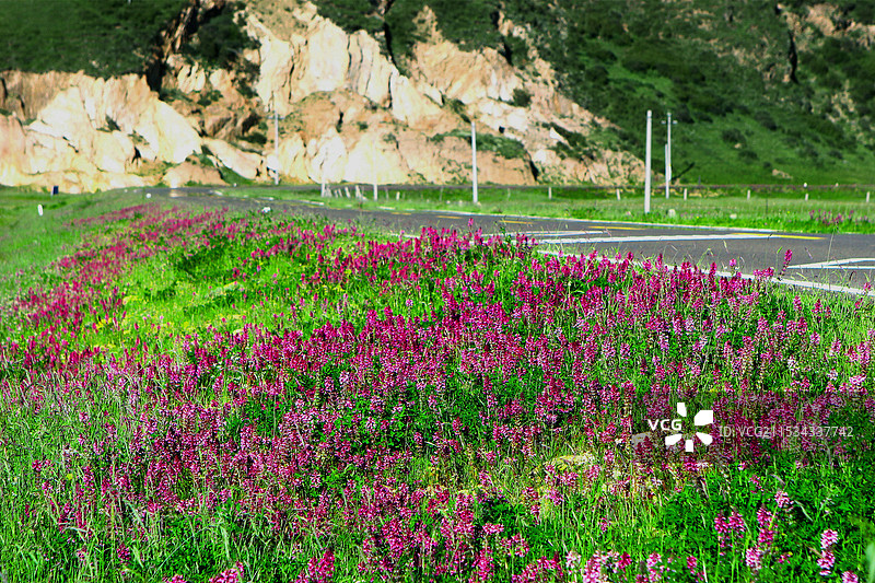 川西高原紫红色野花图片素材
